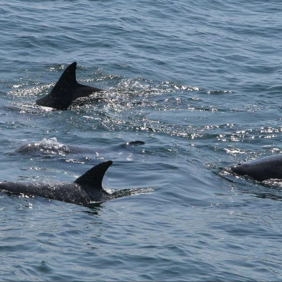 Charleston dolphin tour 2 original (1)