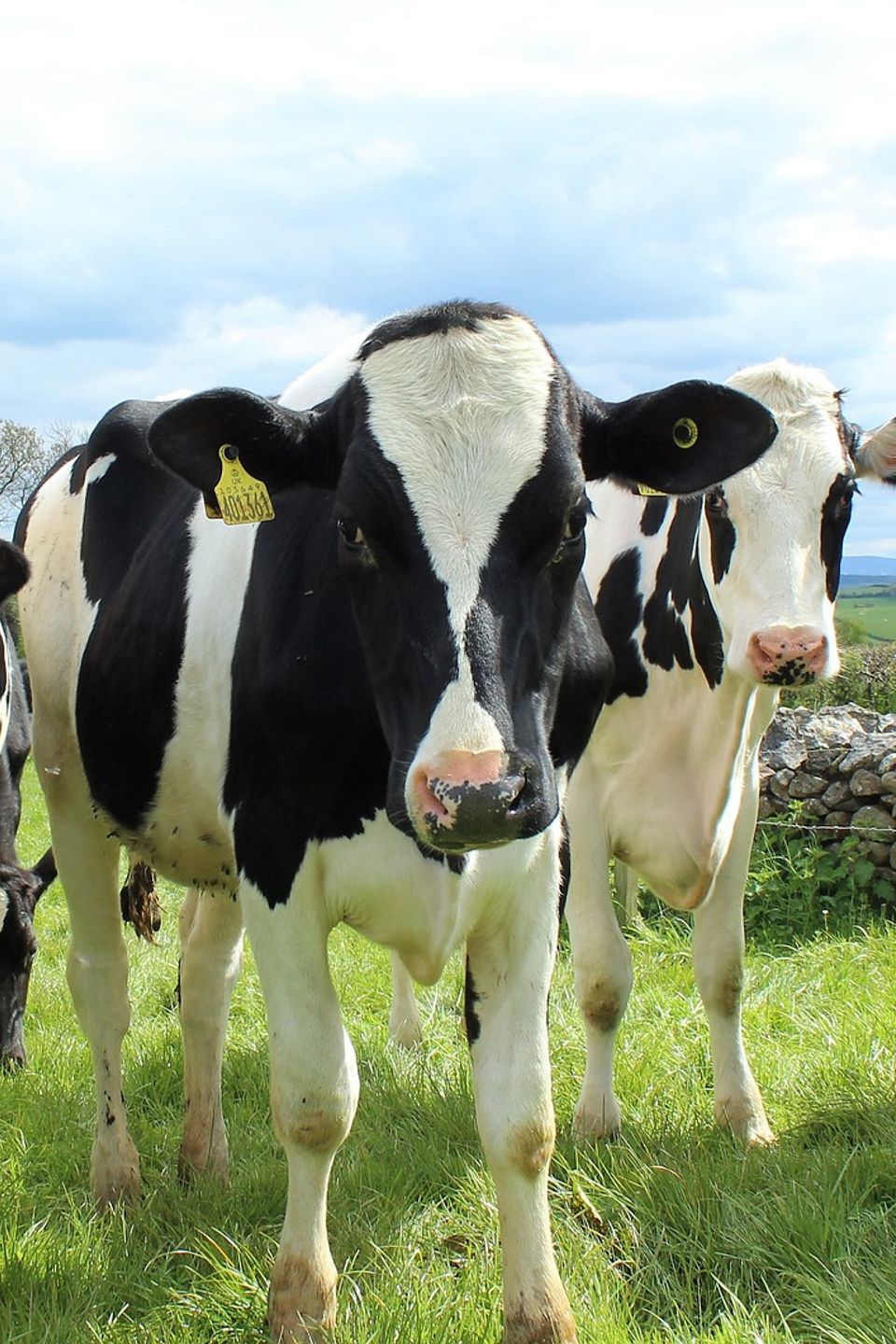 Holstein cattle gbd514a51d 1920