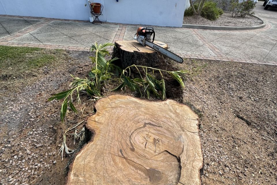 Bachmanns tree stump