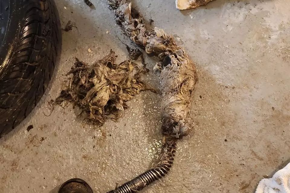 Richton park drain cleaning