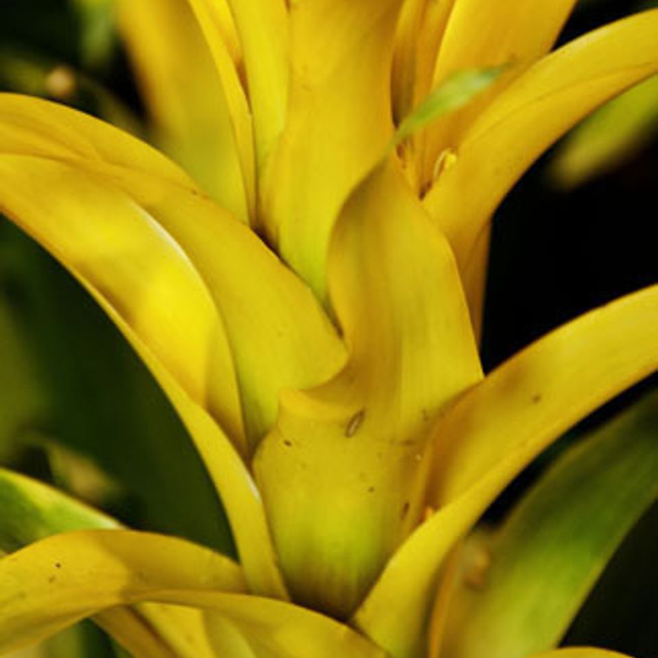 Yellow flower 1
