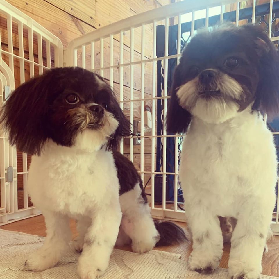 Two small black and white dogs posing