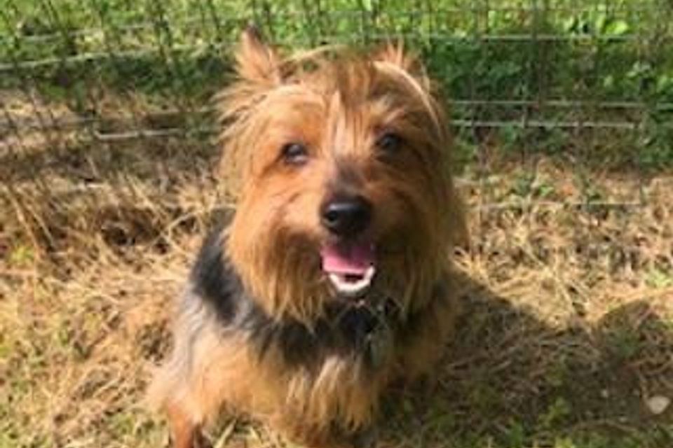 Littlebrowndog