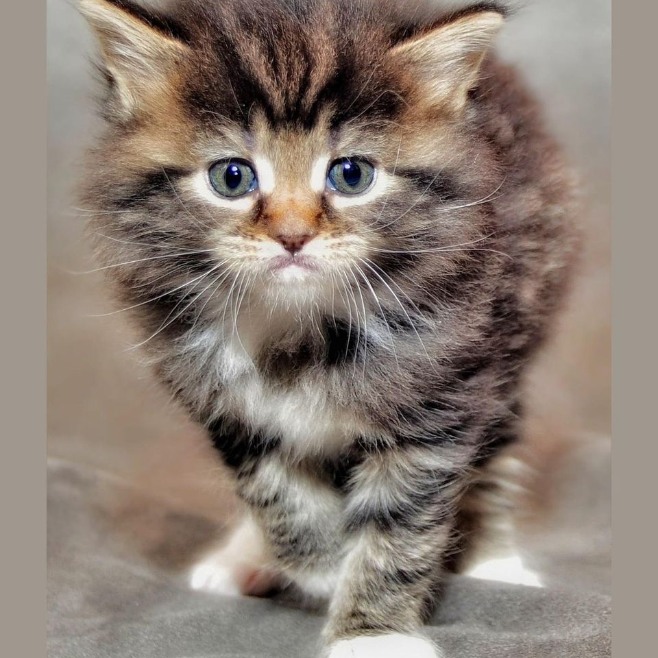 Kitten g8526ae497 1920
