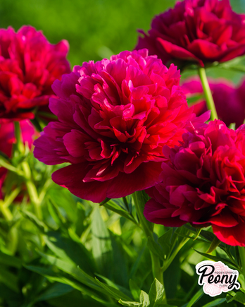 Peony 5s