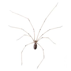 Cellarspider