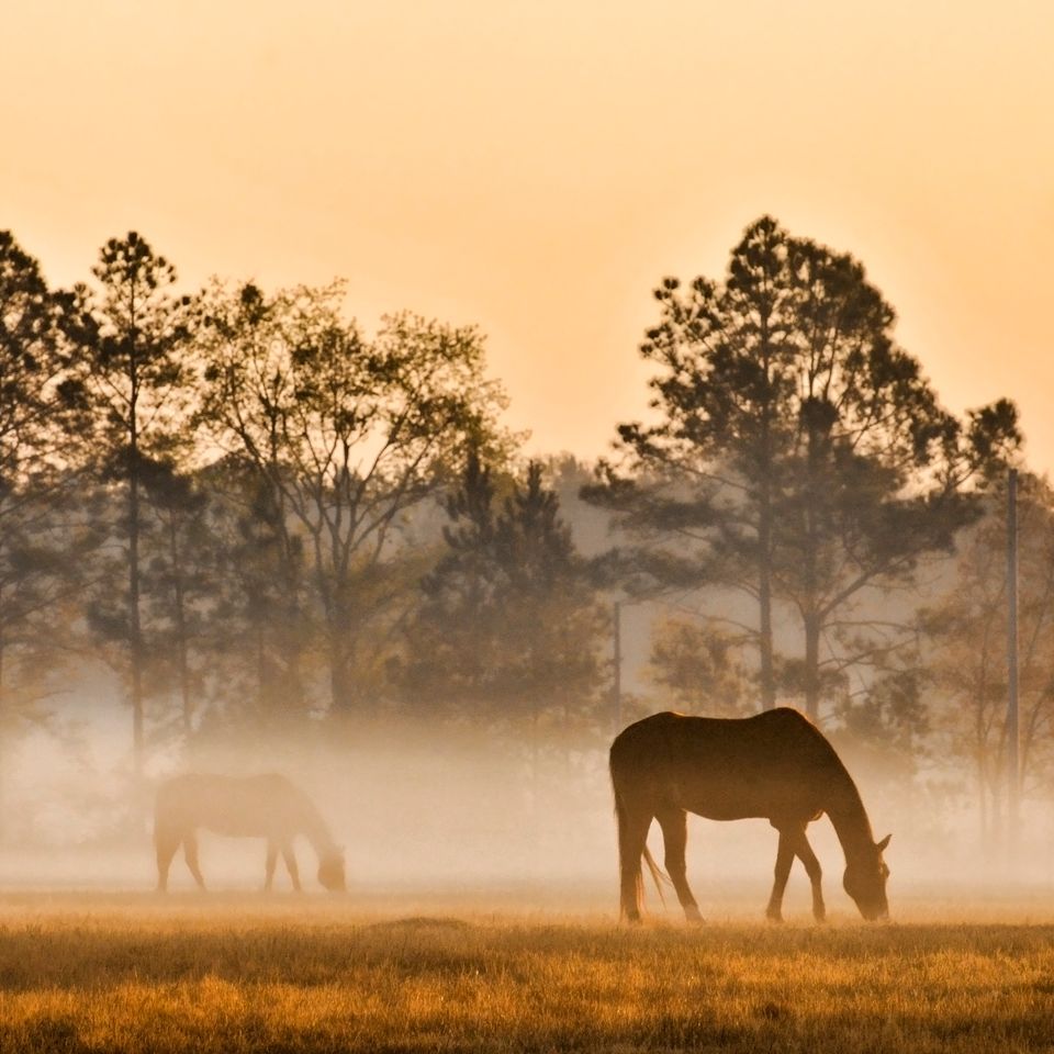 Misty dawn hdr