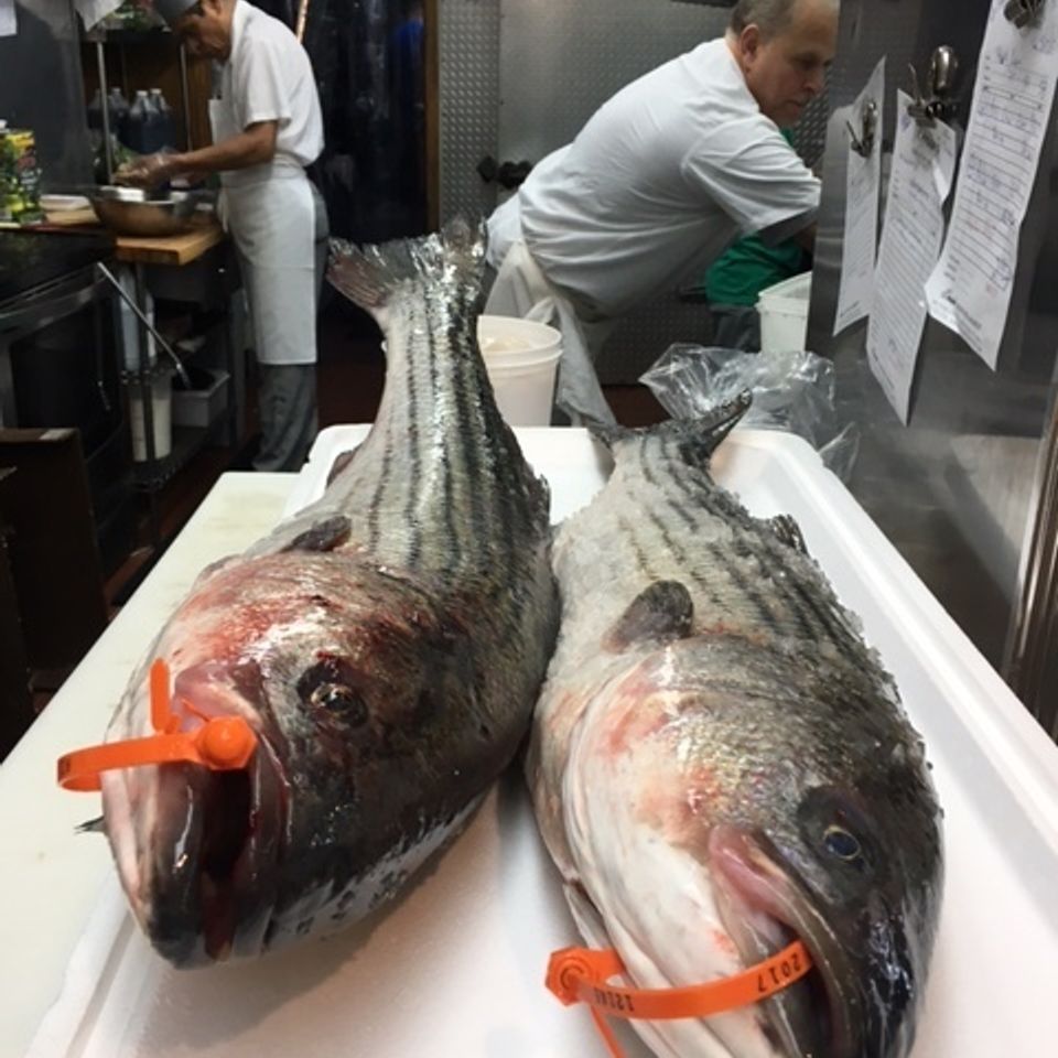 Wild striped bass 220170607 10435 922ijb