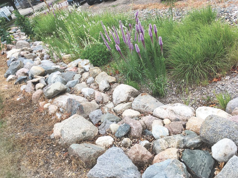 Prairieblazingstar