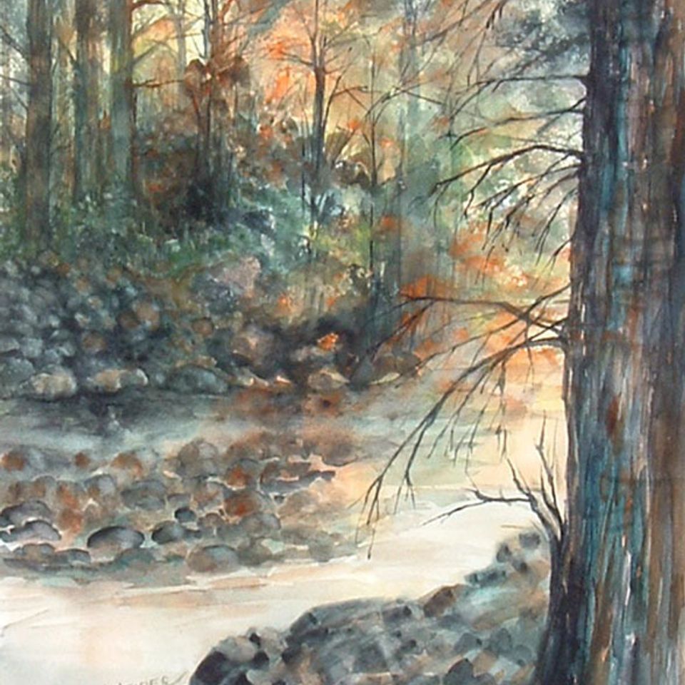 A day in the woods