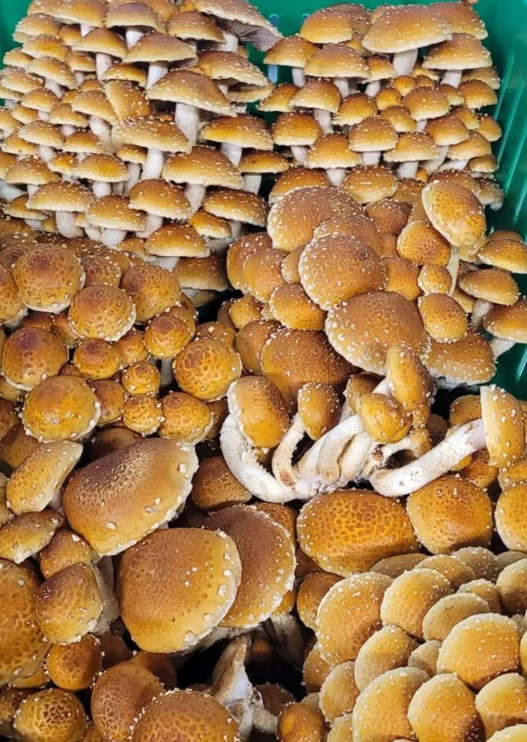 Chestnut mushrooms from Fungi Meadows in Logansport, IN