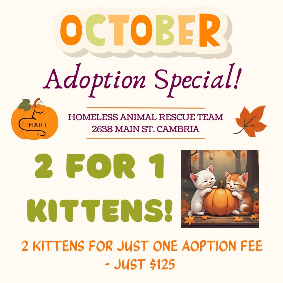 New new fall adoption specials (instagram post)