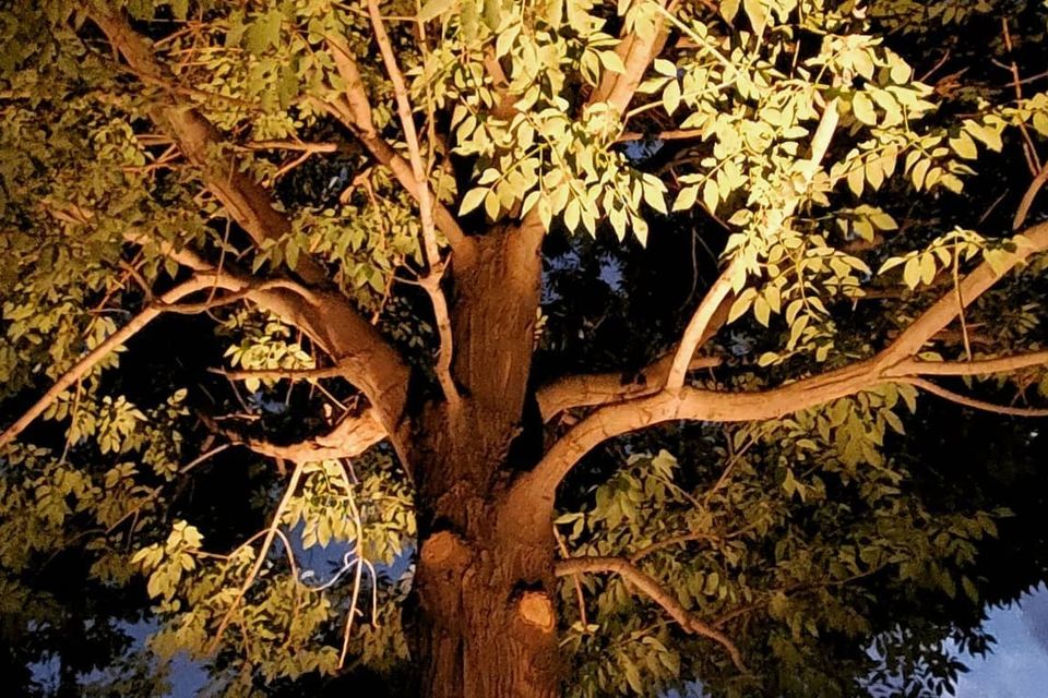  Outdoor landscape lighting in Kuna Idaho
