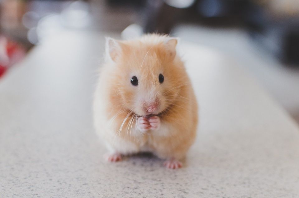 Hamster 50e9d5424a 1920