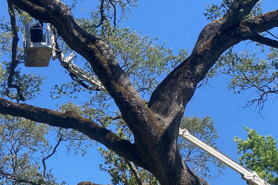 best price tree trimming auburn