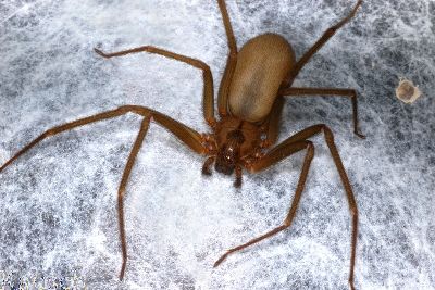 Brown recluse jak120 med.16483243