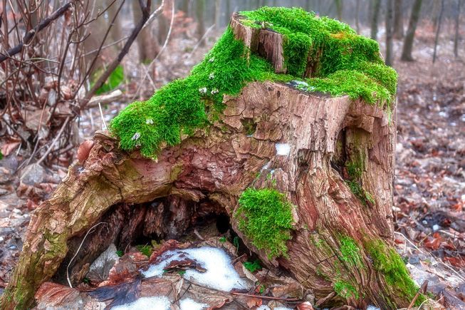 Tree stump 5ee2d5434d 1920