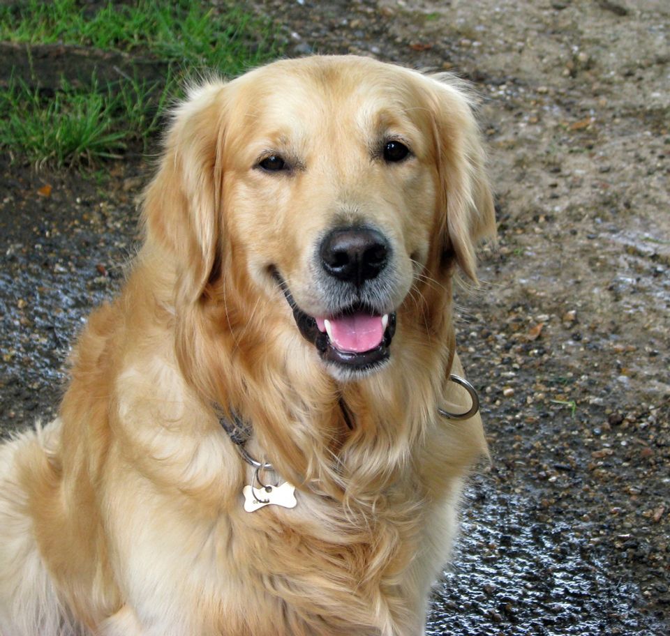 Dog 54e2d5474f 1920