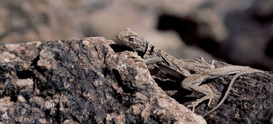 Wildlifeslideshow720121203 1865 14ybc87 0