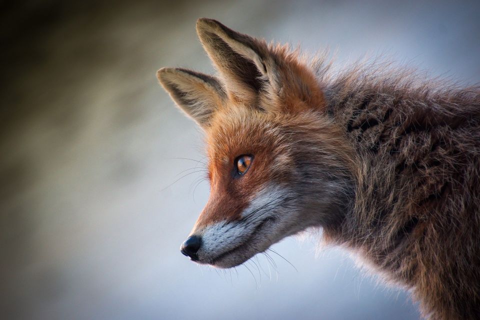 Fox gad7c4b4ff 1920