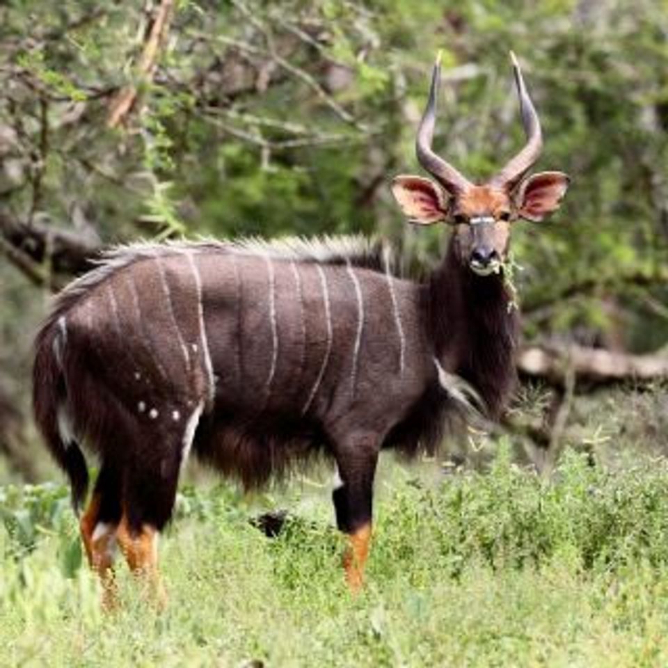 Nyala