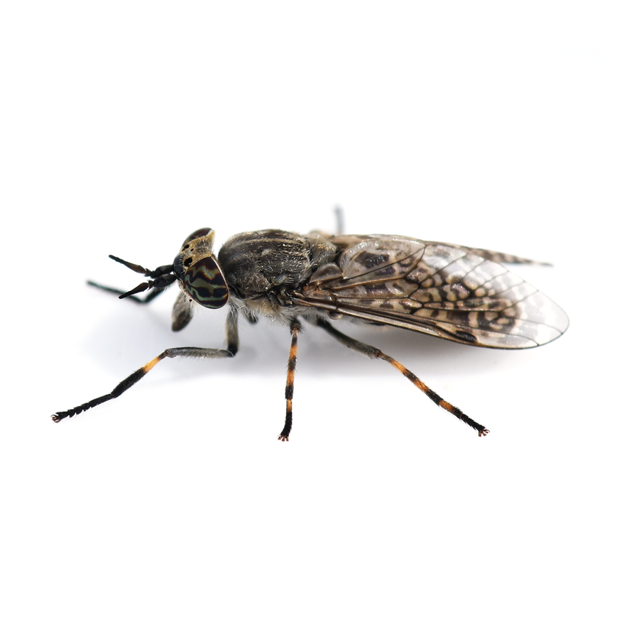 Flies gallery images