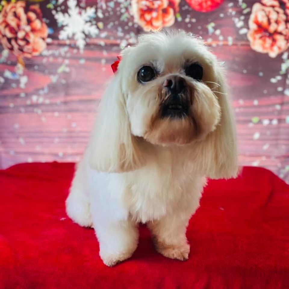 Tiny pup gets a holiday photo post grooming