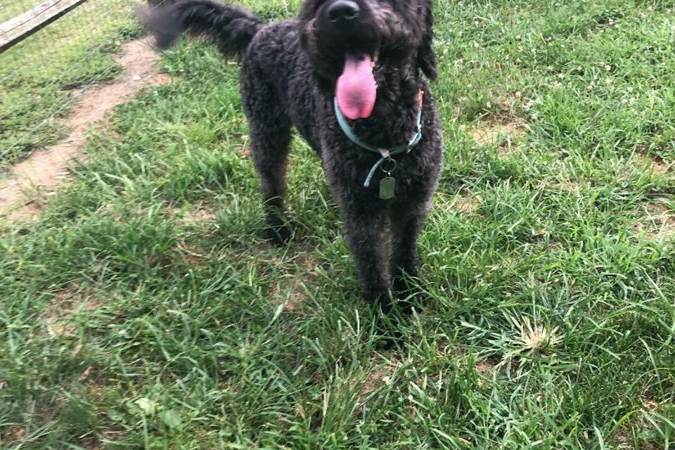 Black poodle type dog