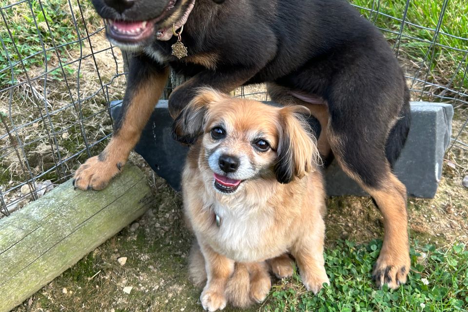 2dogs