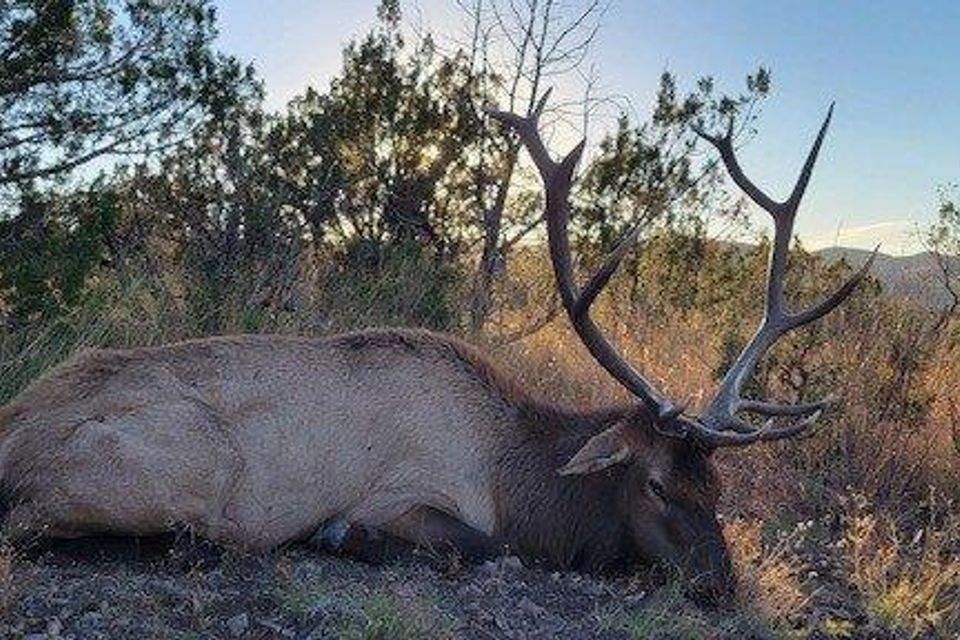 Donovan degrie's first elk 2021