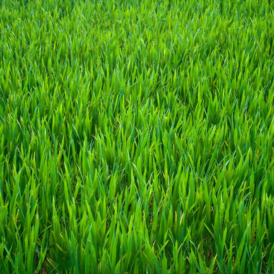 Grass pictures 00220160922 6729 1ihdbkf