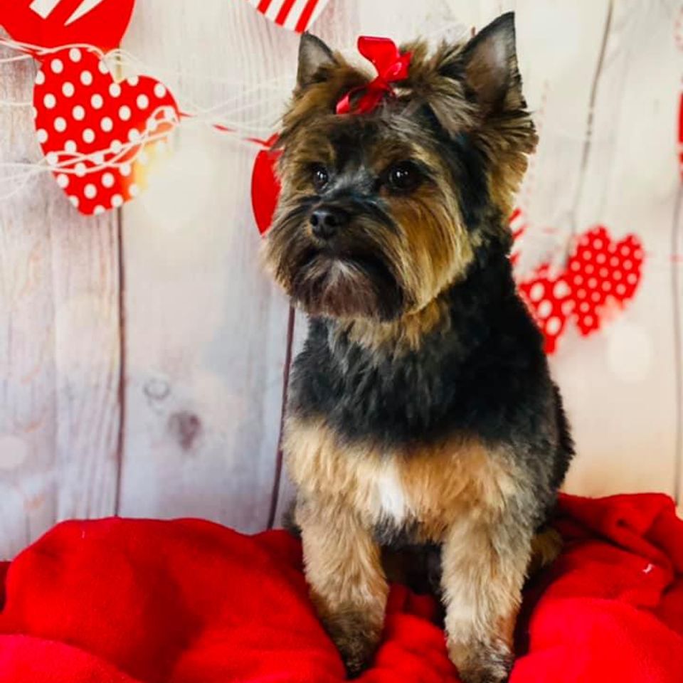 Small dog with red ribbon in hair posing after grooming