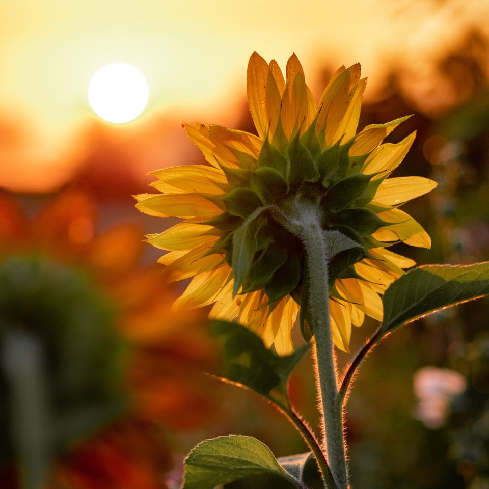 Sally aaron burden zpk28vgxkjw unsplash