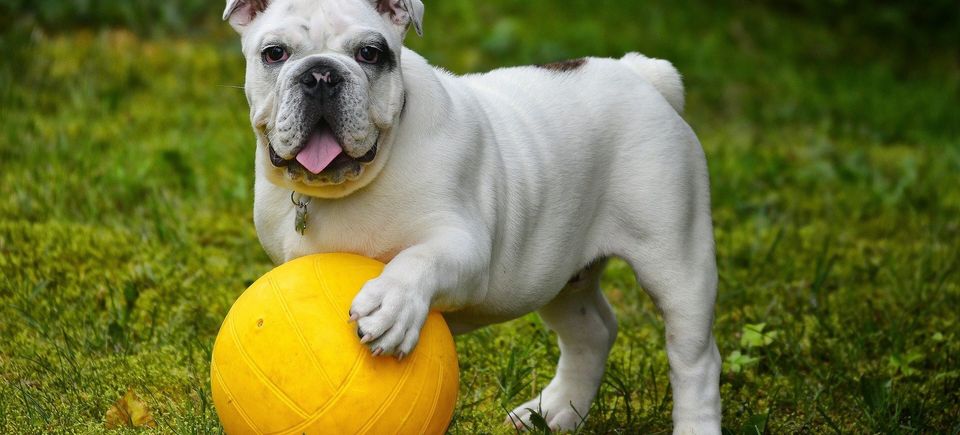 English bulldog g2fe8d08a2 1920