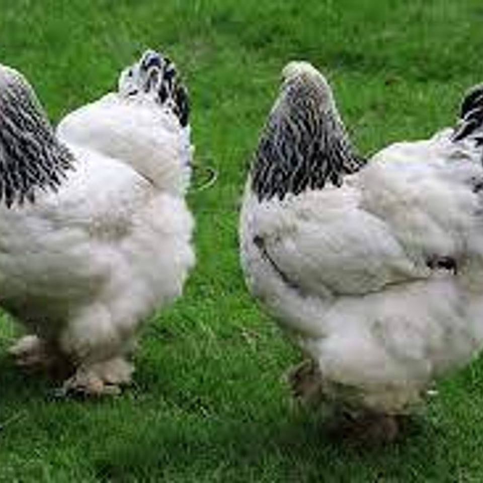 Brahma chicken