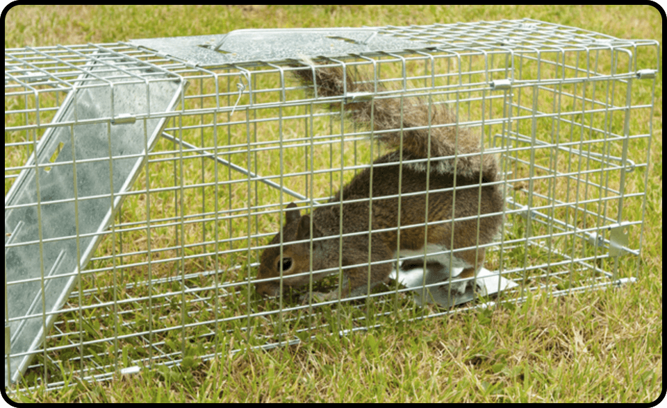 Capture and release squirrel