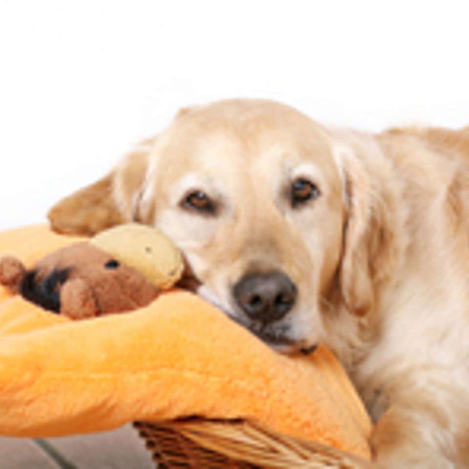 Licensed pet boarding20160509 8205 bkaq3j
