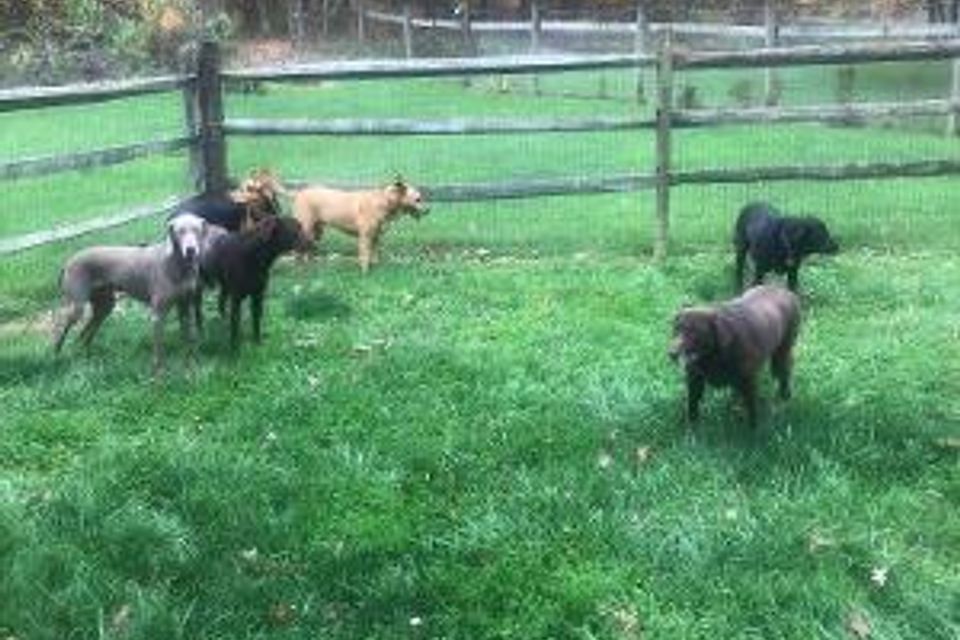 5dogs2