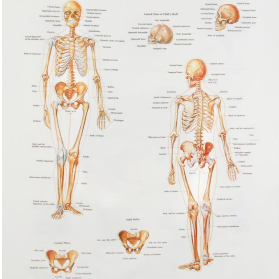 Human skeleton chart