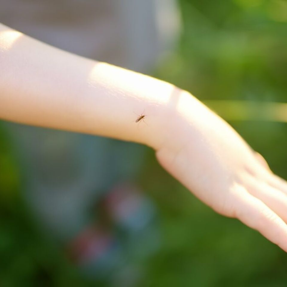 Mosquito sitting on the hand of child gnat sucking blood danger of bite of an insect  1024x682
