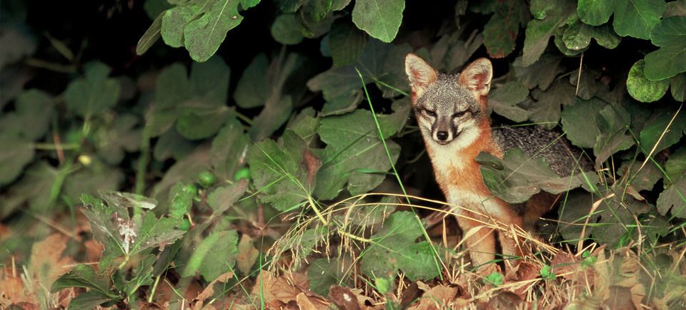 Wildlifeslideshow520121203 1865 6pdkvi 0