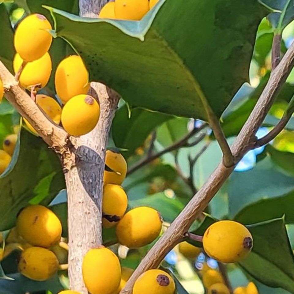 Yellow berried female varieties