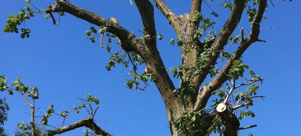09 arborist topping trees