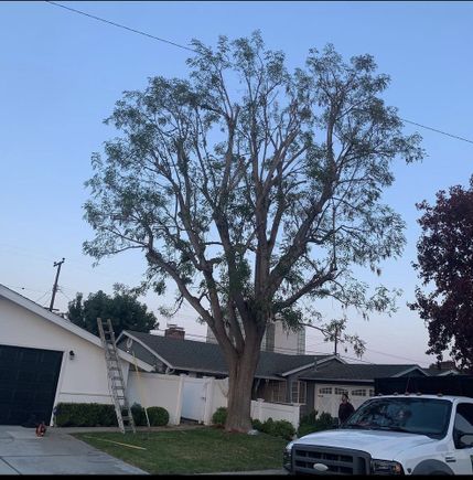 Jctreecare12
