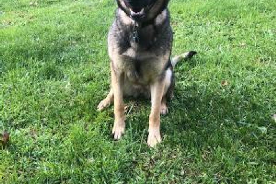 Germanshepherdsitting