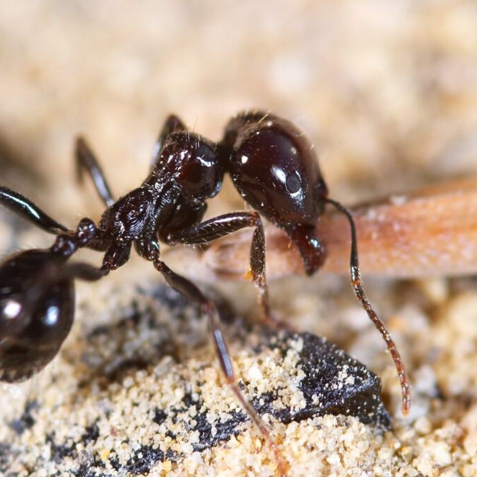 Little ant 1024x680