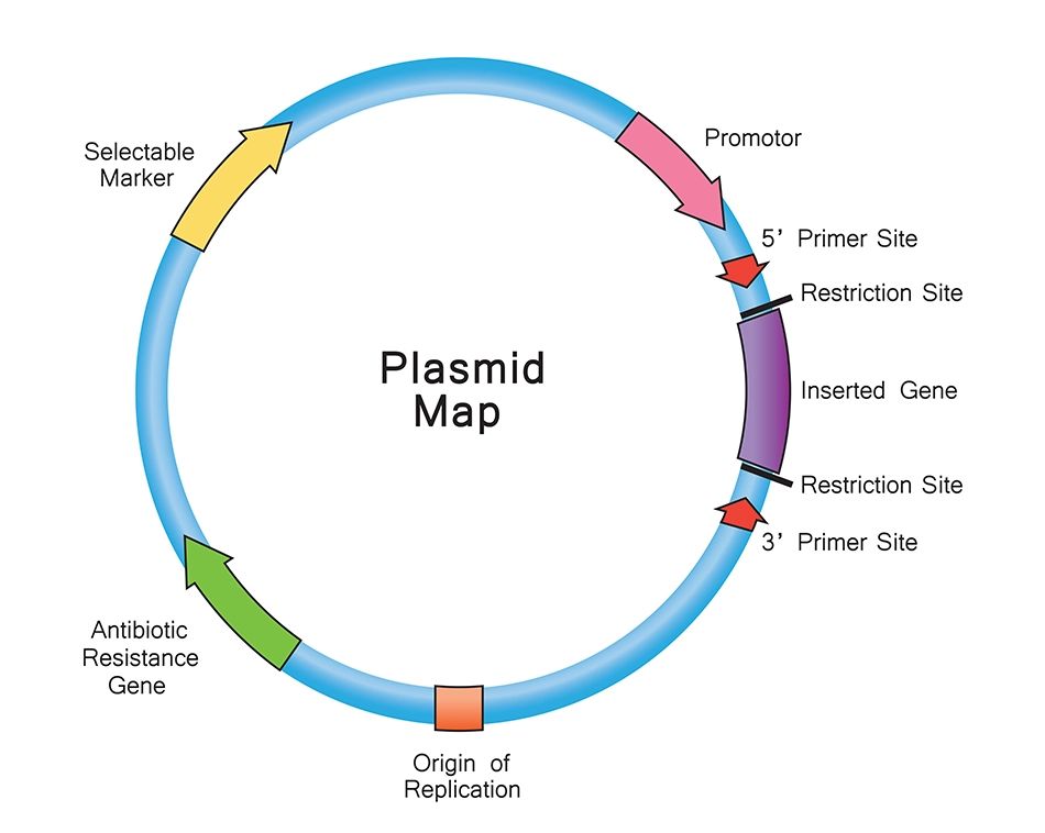 Plasmid map 00000