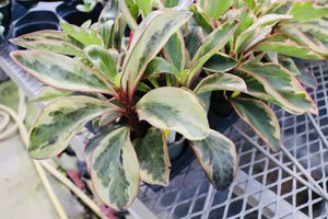 Ginnypeperomia