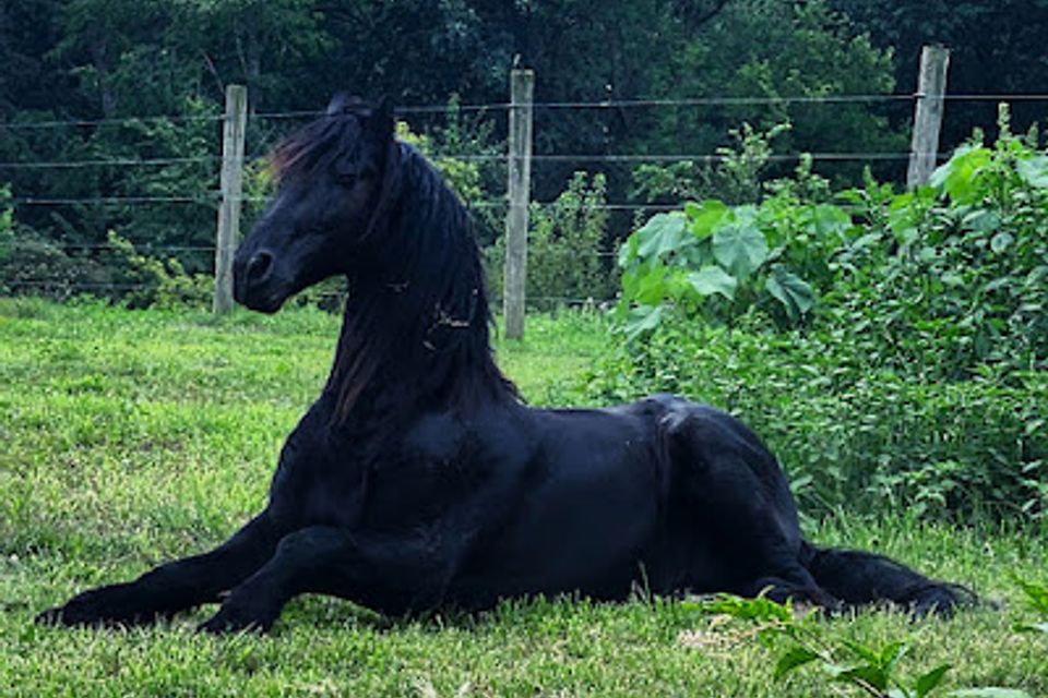 Laying horse