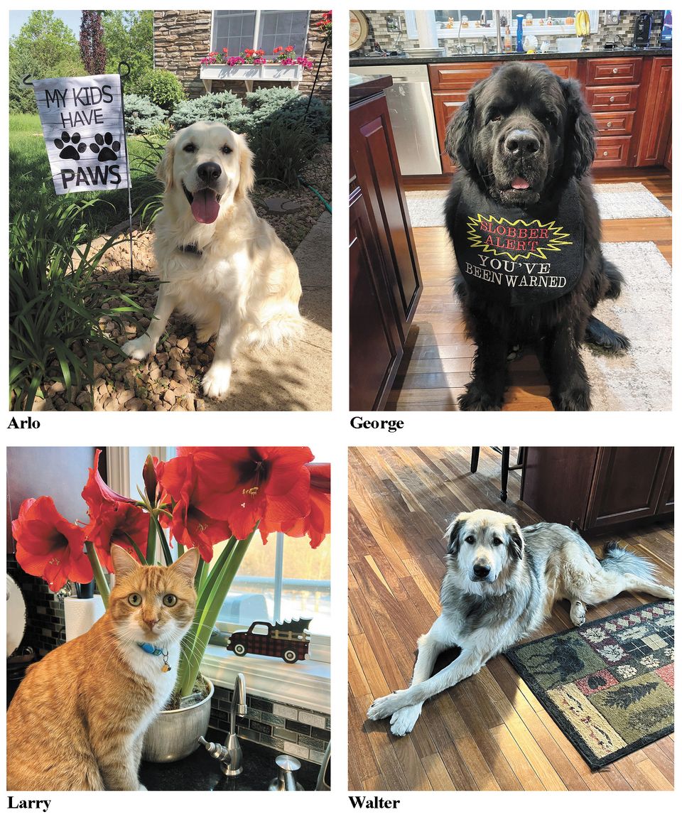 Dogs and cat